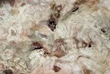 Polished Petrified Wood Round - Beatty, Nevada #361754-1